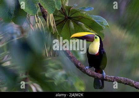 Gelbkehliger Tukan (Ramphastos ambiguus) - La Laguna del Lagarto Eco-Lodge, Boca Tapada, Costa Rica Stockfoto