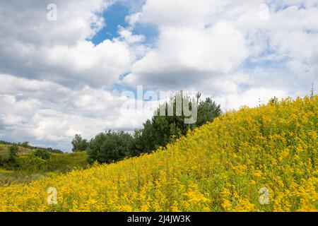 Blühendes Wiesenfeld mit gelben Goldrutenblüten Wildblumen blühen in der Natur am bewölkten Himmel Stockfoto