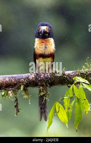 Vorderansicht der Kragenbarsch (Pteroglossus torquatus) im Regen - La Laguna del Lagarto Eco-Lodge, Boca Tapada, Costa Rica Stockfoto