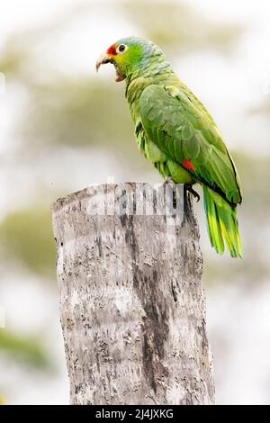 Rote amazonas- oder rote Papagei (Amazona autumnalis) - La Laguna del Lagarto Eco-Lodge, Boca Tapada, Costa Rica Stockfoto