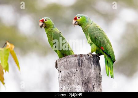 Rot-gefärbter amazonas oder rot-gefärbter Papagei (Amazona autumnalis) Zuchtpaar - La Laguna del Lagarto Eco-Lodge, Boca Tapada, Costa Rica Stockfoto