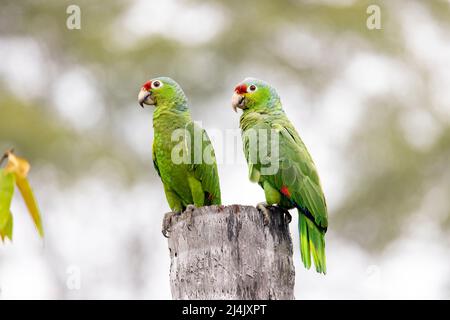 Rot-gefärbter amazonas oder rot-gefärbter Papagei (Amazona autumnalis) Zuchtpaar - La Laguna del Lagarto Eco-Lodge, Boca Tapada, Costa Rica Stockfoto