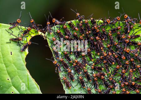 Dichte Gruppe von bunten Heuschreckennymphen der Gattung Tropidacris - La Laguna del Lagarto Eco-Lodge, Boca Tapada, Costa Rica Stockfoto