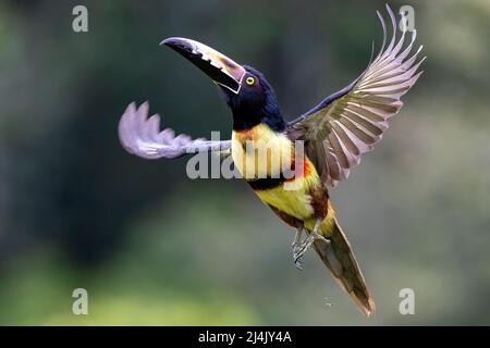 Colmared Aracari (Pteroglossus torquatus) im Flug - La Laguna del Lagarto Eco-Lodge, Boca Tapada, Costa Rica Stockfoto