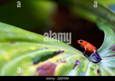 Erdbeergift-Dartfrosch (Oophaga pumilio, früher Dendrobates pumilio). 'Blue Jeans' Farbmorph - La Laguna del Lagarto Eco-Lodge, Boca Tapada, Stockfoto