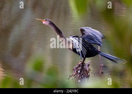 Weibliche Anhinga trocknet ihre Flügel (Anhinga anhinga) - La Laguna del Lagarto Eco-Lodge, Boca Tapada, Costa Rica Stockfoto