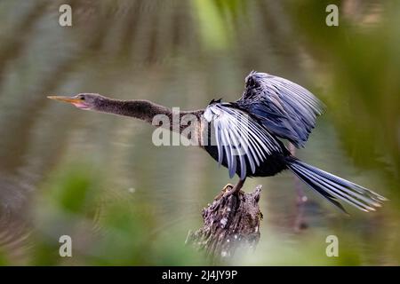 Weibliche Anhinga trocknet ihre Flügel (Anhinga anhinga) - La Laguna del Lagarto Eco-Lodge, Boca Tapada, Costa Rica Stockfoto