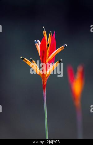 Bunte Heliconia-Blume vor dunklem Hintergrund - La Laguna del Lagarto Eco-Lodge, Boca Tapada, Costa Rica Stockfoto