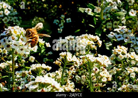 Eine Arbeiterbiene sammelt Honig auf weißen duftenden Blüten Stockfoto