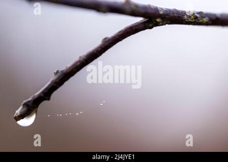 Eine Kette von Tröpfchen auf einem Spinnennetz, das an einem kleinen Ast hängt Stockfoto