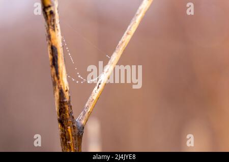 Kette aus winzigen Tröpfchen auf einem Spinnennetz, das an einem V in einem kleinen Ast hängt Stockfoto