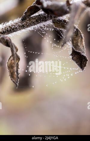 Viele kleine Wassertröpfchen haften zwischen zwei toten Blättern an einem Spinnennetz Stockfoto