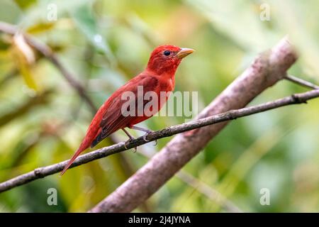 Sommertanager (Piranga rubra) männlich - La Laguna del Lagarto Eco-Lodge, Boca Tapada, Costa Rica Stockfoto