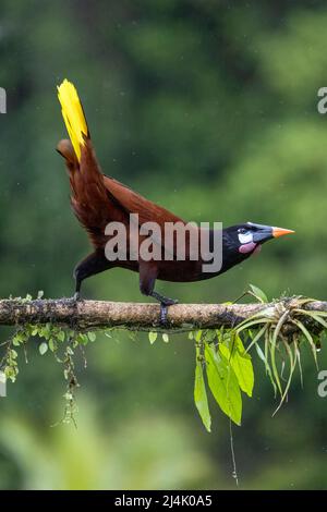 Montezuma Oropendola (Psarocolius montezuma) Frau mit Balzverhalten - La Laguna del Lagarto Eco-Lodge, Boca Tapada, Costa Rica Stockfoto