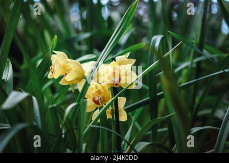 Gelbe Orchideenblüte zwischen grünen Blättern, wachsende terrestrische Orchideen Stockfoto