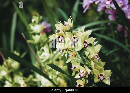 Verschiedene Arten von Cymbidium Orchideen, die im Orchideengarten blühen Stockfoto