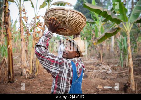 Afrikanischer Bauer mit einem Korb von Pflanzen geht in seiner Plantage, Bauer bei der Arbeit Stockfoto