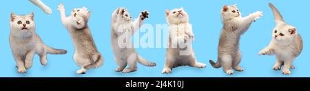 Sammlung von niedlichen weißen britischen Kätzchen auf blauem Hintergrund. Haustierpflegekonzept. Cliparts für Postkarten. Stockfoto