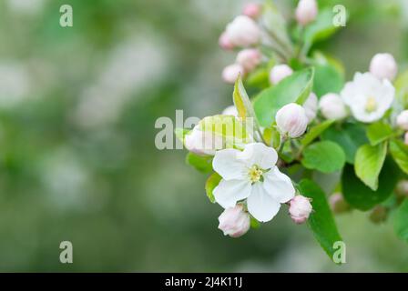 Weiße Apfelblüten im Frühlingsgarten vor unscharfem, weichem Hintergrund. Stockfoto