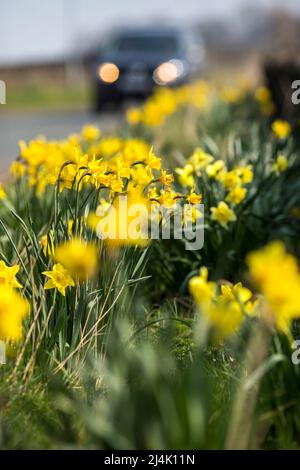 Thornton, West Yorkshire, Großbritannien. 16.. April 2022. Wetter in Großbritannien.Thornton, West Yorkshire Narzissen am Straßenrand an einem perfekten Frühlingssamstag in West Yorkshire mit ruhigen Winden und Sonnenschein und blauem Himmel. Kredit: Windmill Images/Alamy Live Nachrichten Stockfoto