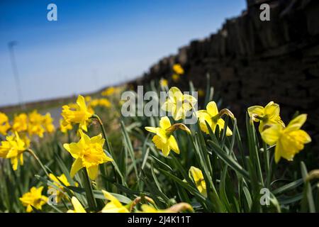 Thornton, West Yorkshire, Großbritannien. 16.. April 2022. Wetter in Großbritannien.Thornton, West Yorkshire Narzissen am Straßenrand an einem perfekten Frühlingssamstag in West Yorkshire mit ruhigen Winden und Sonnenschein und blauem Himmel. Kredit: Windmill Images/Alamy Live Nachrichten Stockfoto