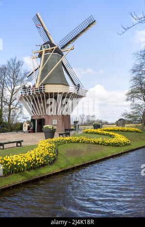 Die Windmühle im berühmten keukenhof-Blumengarten in der Nähe von lisse holland Stockfoto