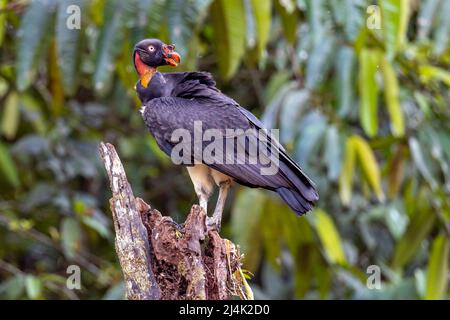 Junggeier (Sarcoramphus Papa) - La Laguna del Lagarto Eco-Lodge, Boca Tapada, Costa Rica Stockfoto