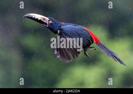 Colmared Aracari (Pteroglossus torquatus) im Flug - La Laguna del Lagarto Eco-Lodge, Boca Tapada, Costa Rica Stockfoto