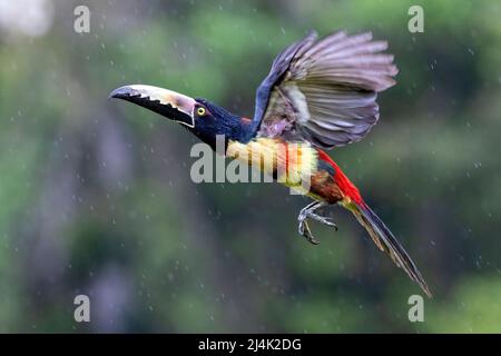 Colmared Aracari (Pteroglossus torquatus) im Flug - La Laguna del Lagarto Eco-Lodge, Boca Tapada, Costa Rica Stockfoto