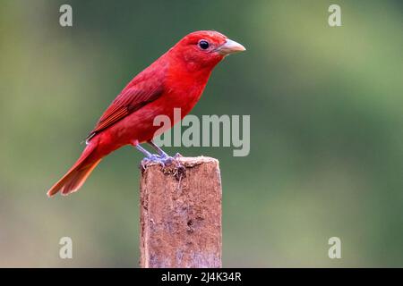 Sommertanager (Piranga rubra) männlich - La Laguna del Lagarto Eco-Lodge, Boca Tapada, Costa Rica Stockfoto