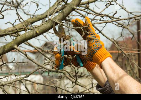 Beschneidung von Obstbäumen mit Gartenpflaumen in einem Frühlingsgarten. Stockfoto