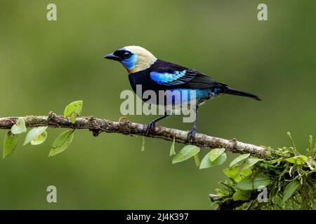 Goldmaultangare (Stilpnia Larvata) - La Laguna del Lagarto Eco-Lodge, Boca Tapada, Costa Rica Stockfoto