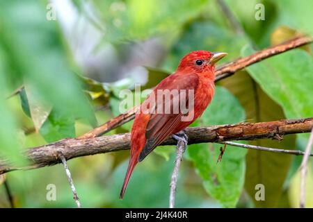 Sommertanager (Piranga rubra) männlich - La Laguna del Lagarto Eco-Lodge, Boca Tapada, Costa Rica Stockfoto