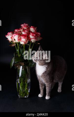 Neben einer Vase steht eine schöne heimische Tricolor-Katze mit gelb-grünen Augen und schnuppert ein Bouquet von rot-weißen Rosen. Schwarzer Hintergrund, Nahaufnahme, sele Stockfoto