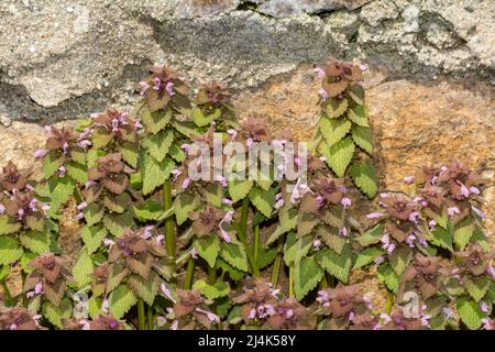 Rote Taubnessel - Lamium pureum Stockfoto