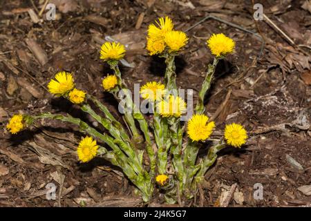 Colt's-foot - Tussilago fara Stockfoto