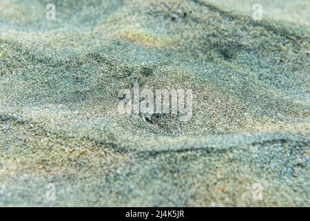 Bothus podas, auch bekannt als die Breitäugige Flunder, versteckt im Sand am Boden des Atlantischen Ozeans. Stockfoto