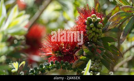 Callistemon Zitrone oder Callistemon viminalis rote Flasche Pinselblume in Israel. Dies ist ein immergrüner Baum mit dichtem, duftendem Laub. Stockfoto