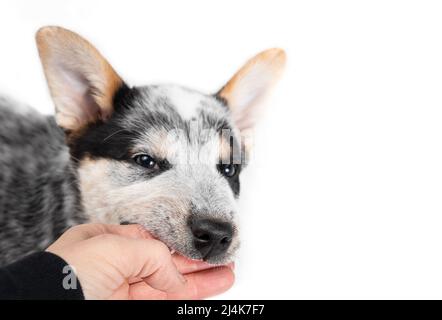 Welpen beißen Hand des Besitzers beim Blick auf die Kamera. 9 Wochen alter Welpe Hund ist Spiel Kampf oder aggressives Verhalten in der Notwendigkeit des Gehorsams Training. Stockfoto