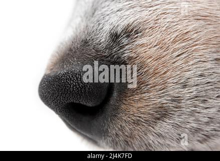 Nasen-Seitenprofil des Hundes, Nahaufnahme. Seitenprofil eines schwarzen und weißen Hundes mit schwarzer Nase. 9 Wochen alter blauer Rüde-Heeler-Welpe. Makro von Kurzhaar Hund Stockfoto