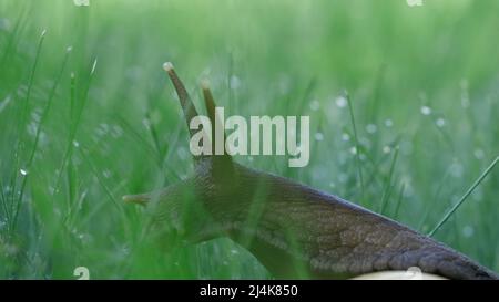 Eine Schnecke, die im grünen Sommerrasen sitzt.Kreativ. Ein Insekt mit langen dicken Schnurrhaaren sitzt im Gras, auf dem sich kleine Regentropfen befinden. Stockfoto