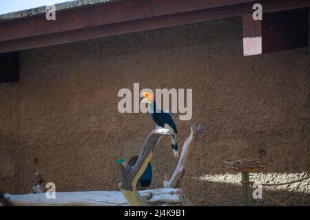 Sulawesische Kalao Vogelarten in der Hornbill Familie Stockfoto