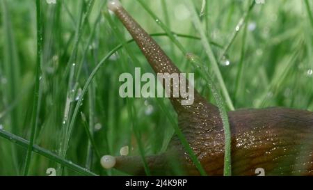 Eine Schnecke, die im grünen Sommerrasen sitzt.Kreativ. Ein Insekt mit langen dicken Schnurrhaaren sitzt im Gras, auf dem sich kleine Regentropfen befinden. Stockfoto