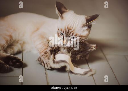 Ein süßes kleines tabby Kätzchen liegt zu Hause auf dem grauen Boden und hat Spaß beim Spielen mit einer Spielzeugmaus, beißt es. Ein Haustier. Stockfoto