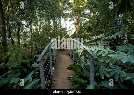 Palmenhaus Gewächshaus im Schloss Schönbrunn - Wien, Österreich Stockfoto