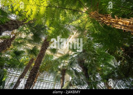 Palmenhaus Gewächshaus im Schloss Schönbrunn - Wien, Österreich Stockfoto