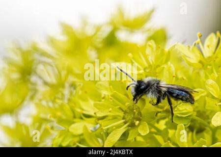 Makroaufnahme einer einzelnen wilden Biene (Apoidea), die auf Ahornblüten sitzt und Nektar sammelt Stockfoto