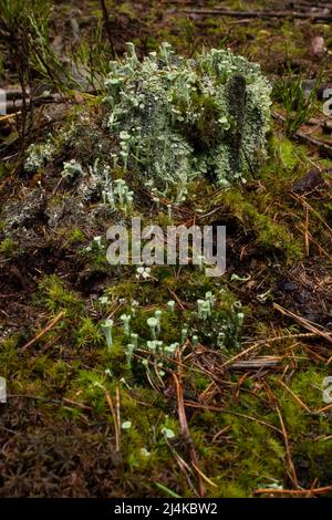 Kolonie von grünlich grauen Pixie Cup Flechten, Cladonia asahinae, ein Pilz, der an einem Herbsttag auf einem Stumpf im Pfälzer Wald wächst. Stockfoto