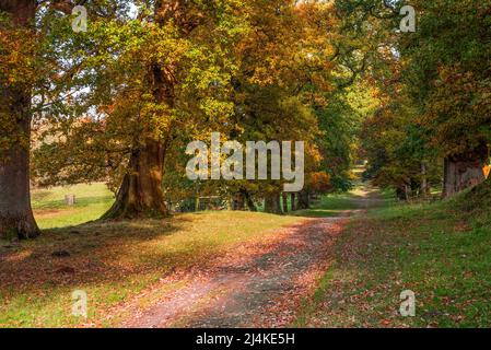 Allee der Bäume im Leven Deer Park in der Nähe von Milnthorpe in Cumbria Stockfoto