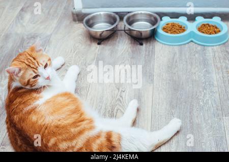 Die rothaarige schöne Katze liegt neben dem Essen in der Küche. Katzenfutter-Konzept Stockfoto